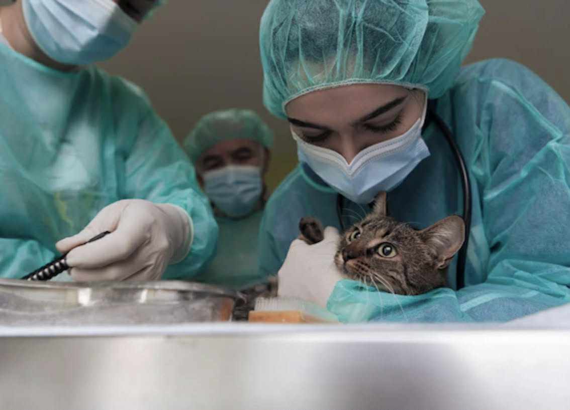 Surgery minor and major